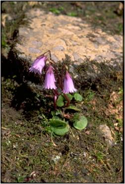 Soldanella pusilla / Soldanella piccola